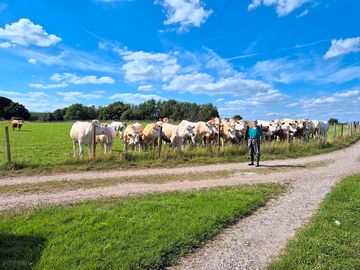 Cows in the neighbouring field