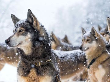 Nos huskies