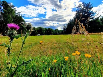 Flowers around the park