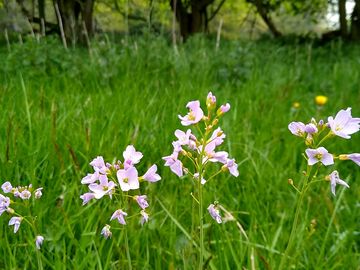 Wild flowers on site