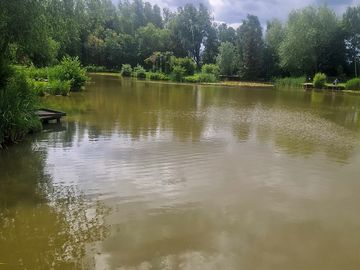 Lily pond