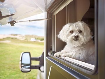Canine guests welcome