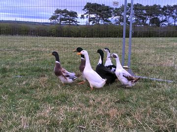Some of the residents