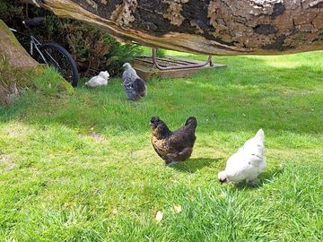 Free-range chickens