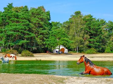 Pond at roundhill with new forest pony bathing