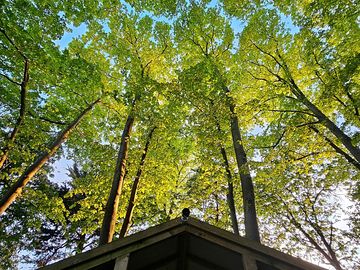 Canopy
