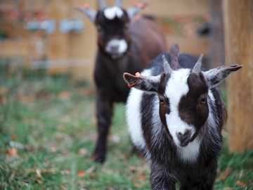 The pygmy goats