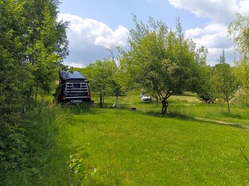 Trees around the pitches