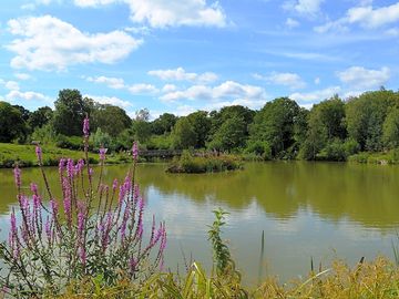 Peaceful lake view