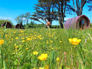 Pod exterior and wildflowers