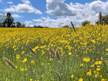 The camping meadow is in full bloom in june