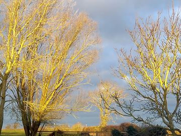 Sunlight through the trees