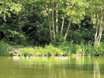 Geese