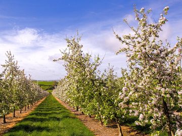 Blossom in may