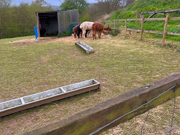 Ducks and alpacas