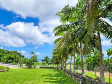 Palm-shaded camping area