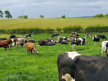Livestock