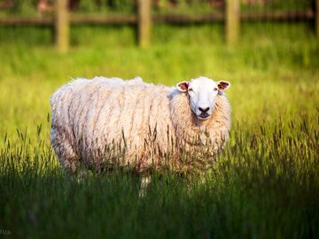 Peaceful site on a working sheep farm in east sussex