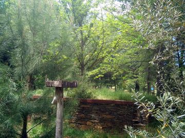 Plenty of greenery