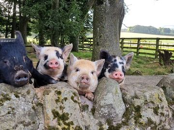 Pet piglets always pleased to see our guests