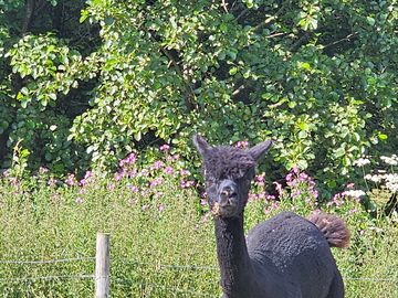 My favourite llama