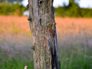 Early summer colours in the main field