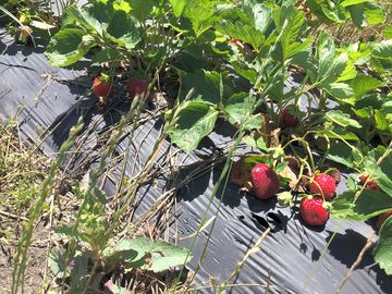 Radish growing on site