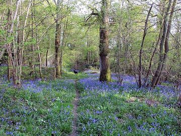 Spring bluebells