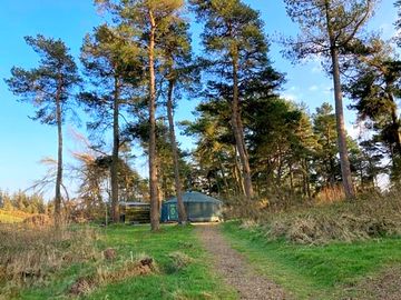 Yurt tucked among the trees