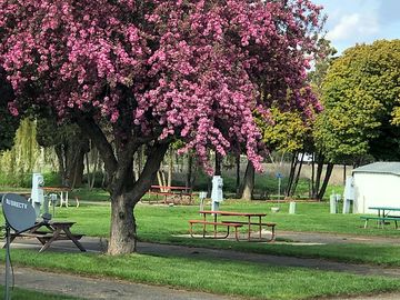 Crabapple tree in spring