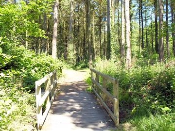 Path into the woods