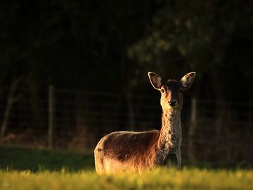 Wild deer enjoying the sun