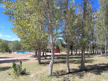 Leafy stand of poplars by the swimming pool