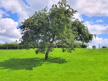 Apple trees