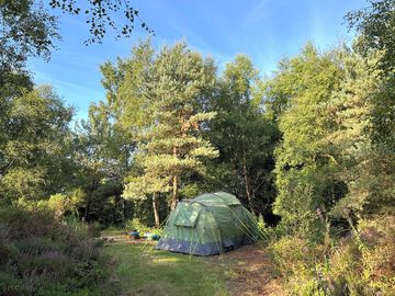 Forest Camping