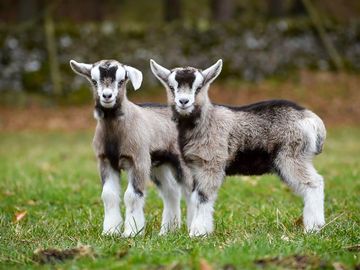 Goat kids on the farm