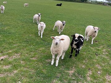 Sheep seen from the footpath