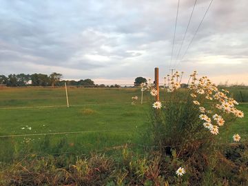 The grass camping field