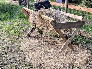 The children loved the animals - especially pickle and onion.