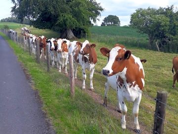Meet the neighbours