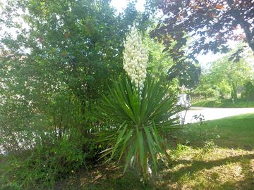 Around the lush site