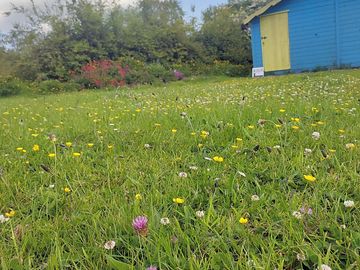 Lawn and picnic area