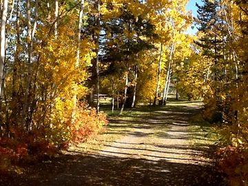 Beautiful fall colours at the park