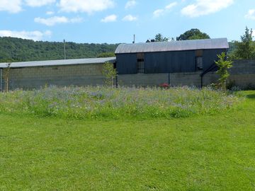 Wildflower patch