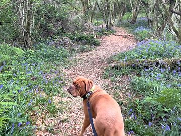 Woodland dog walk