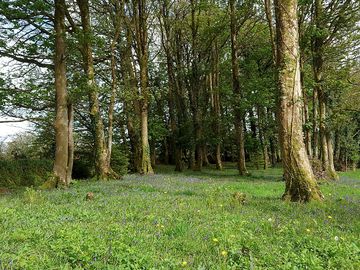 Bluebells in the woods