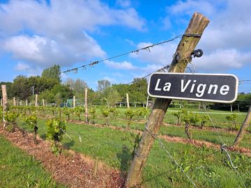 Vineyard views