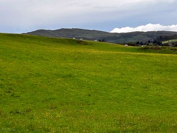 Lambs playing by the foel camping field