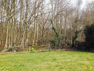 Woodland in spring