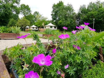 Landscaped site